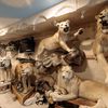 Torah Animal World, The Most Delightfully Specific Museum In NYC, Is Quietly Preparing For A Comeback 